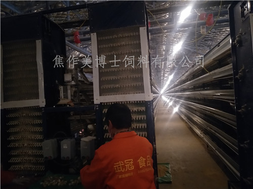全自動(dòng)鵪鶉養(yǎng)殖200萬只規(guī)模使用美博士鵪鶉飼料